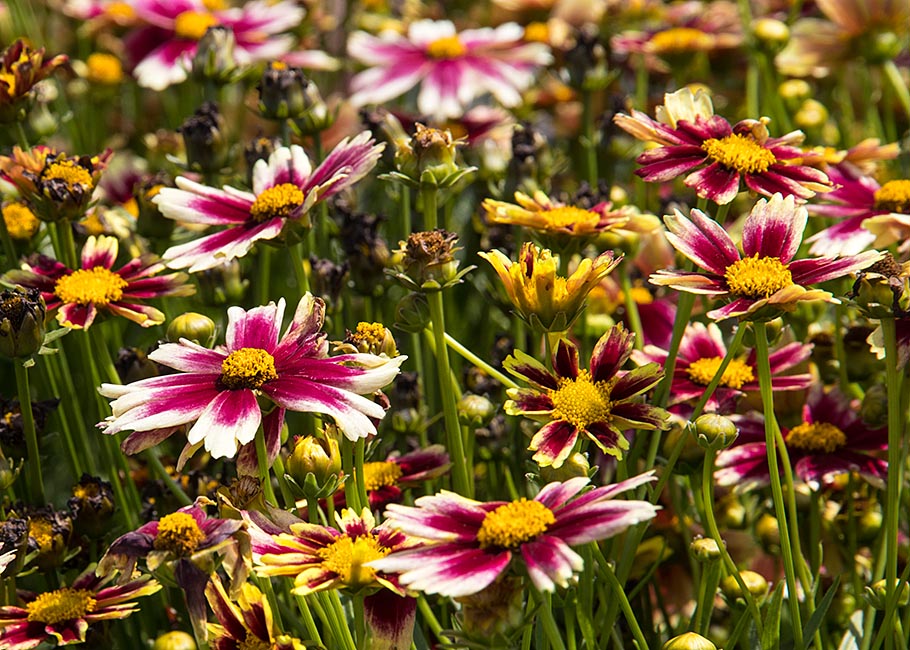 Colourful Flowers