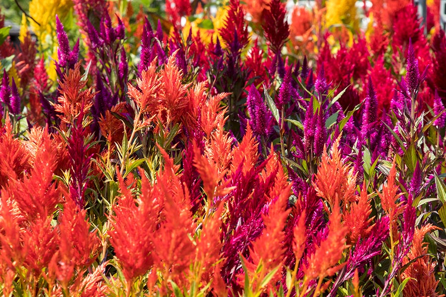 Celosia