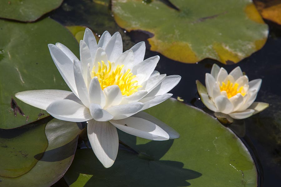 Water Lilies