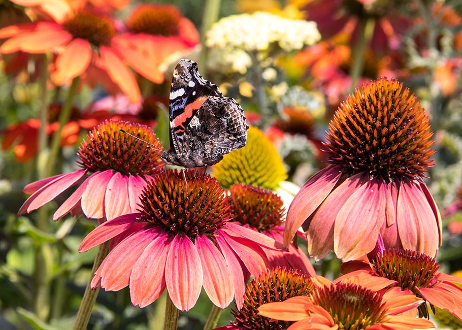 Butterfly on Cone Flower