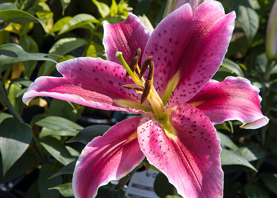 Regal Lily