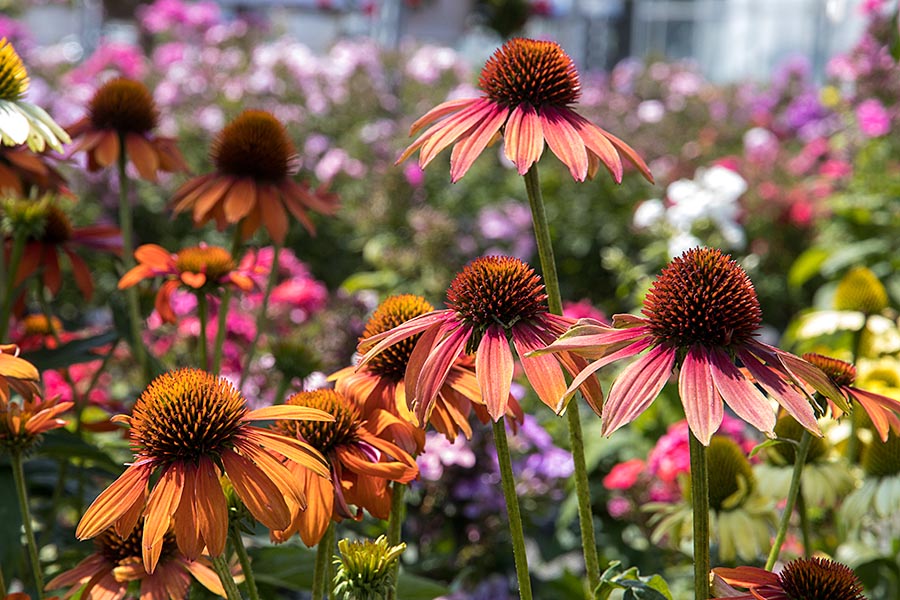At the Garden Center
