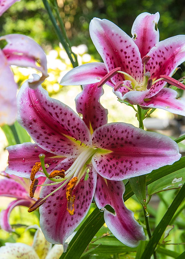 Star Gazers