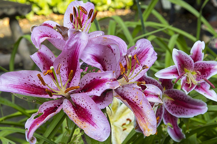 Regal Lilies