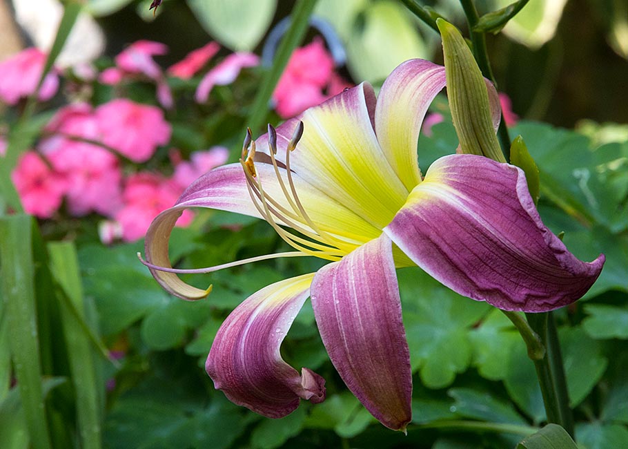 Day Lily