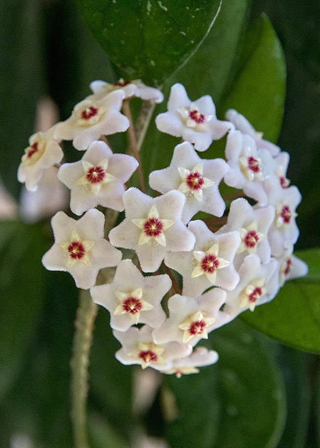 Hoya in Bloom