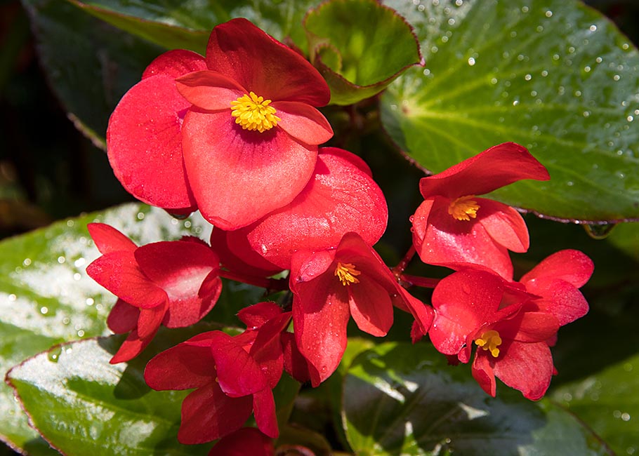 Dragonwing Begonia
