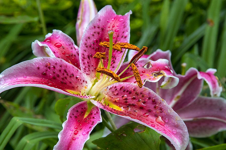 Lily After the Rain