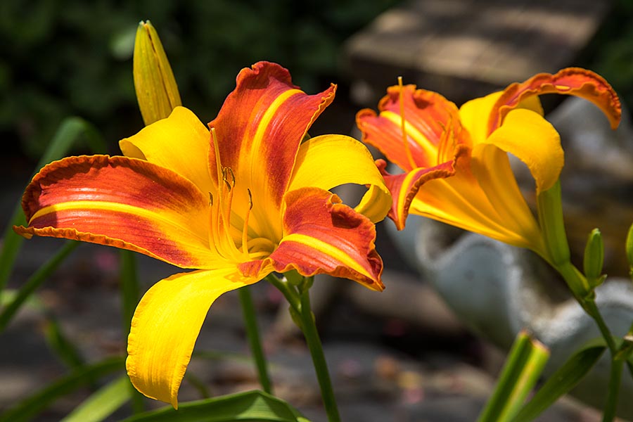 Striped Day Lilies