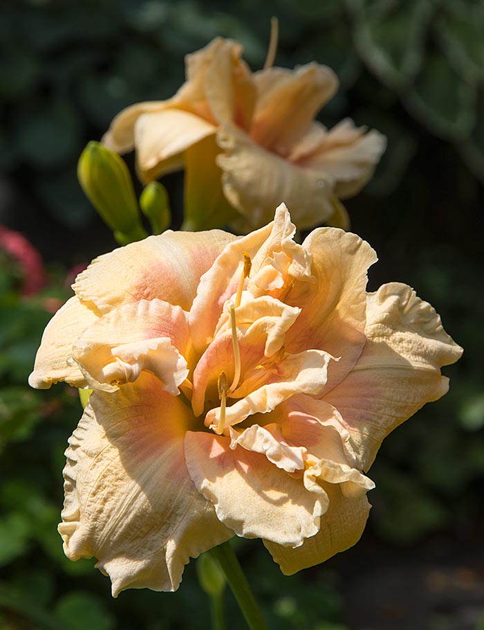 Double Day Lilies