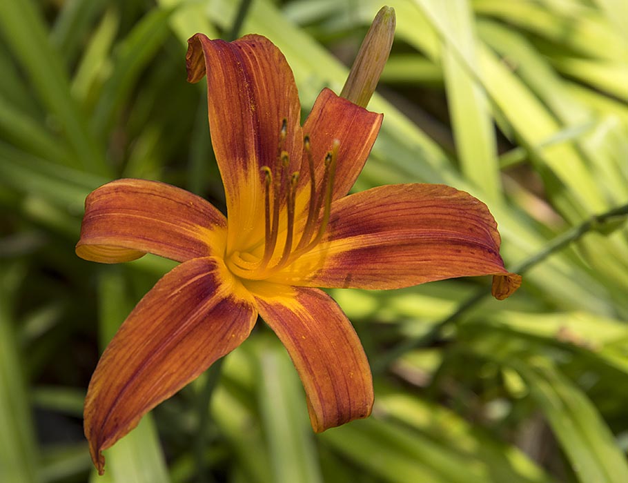 Red Day Lily