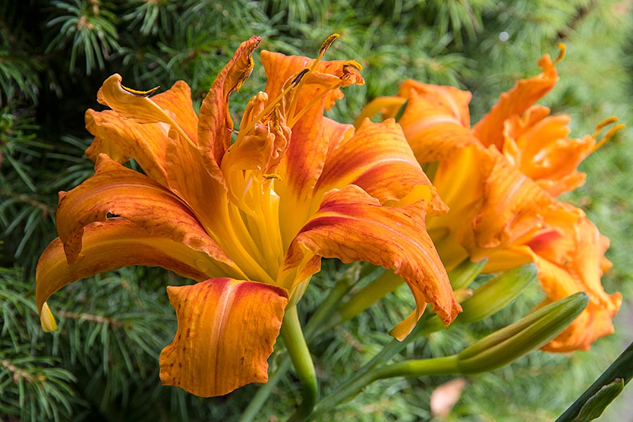Double Orange Day Lily