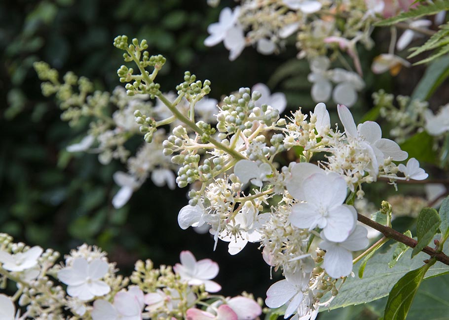 Hydrangea