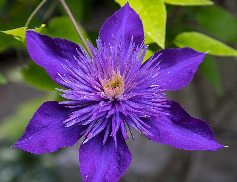 Late Blooming Clematis