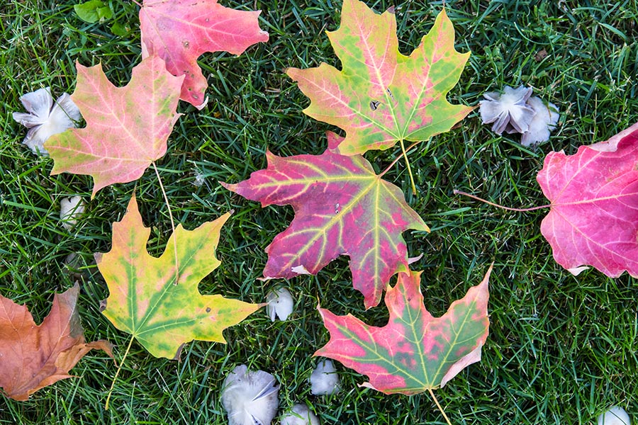 Maples and Mushrooms