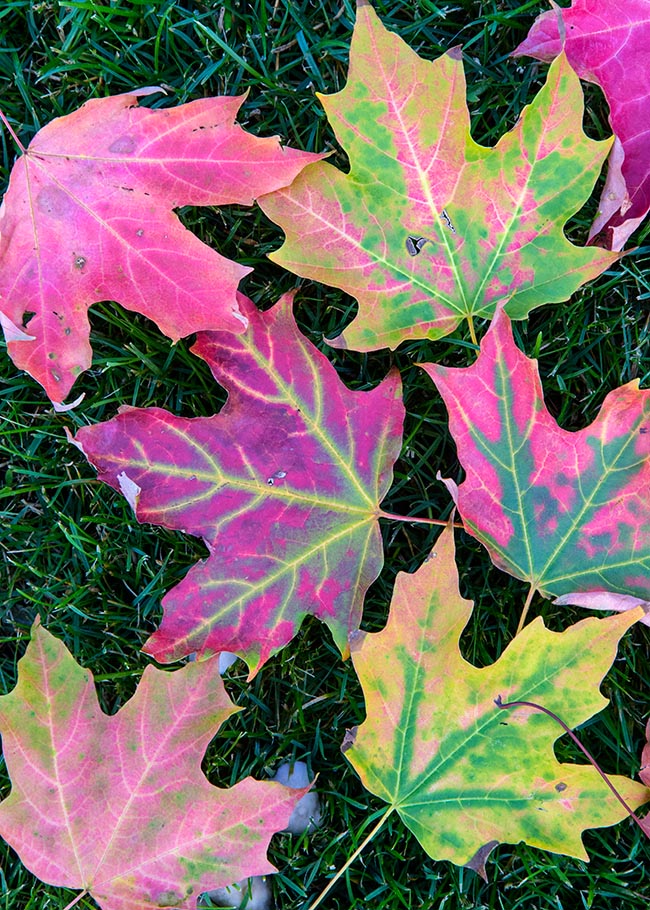 Early Colours