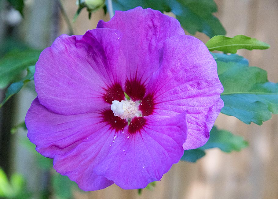 Rose of Sharon