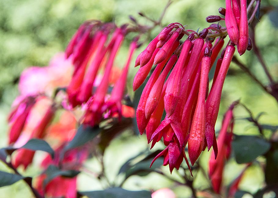 Firecracker Fuchsia
