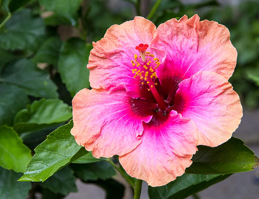 the Very First Hibiscus of the Year