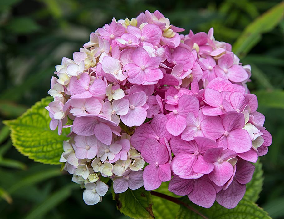the Only Hydrangea