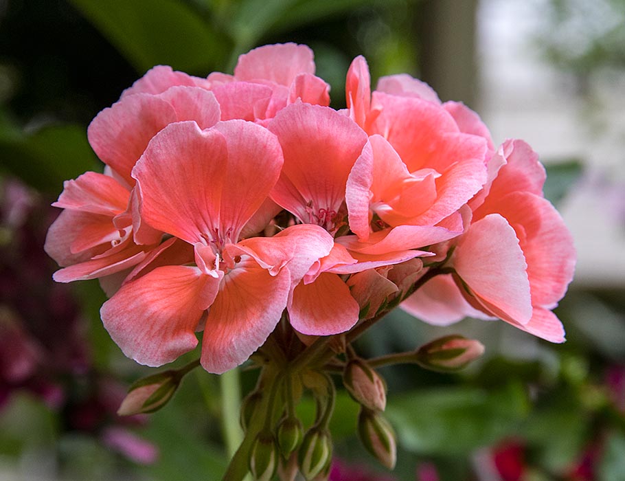 Peachy Geranium