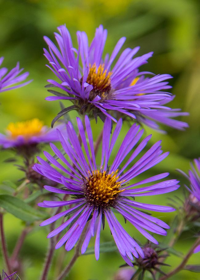 Purple Asters