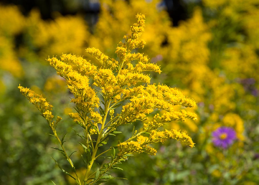 Goldenrod