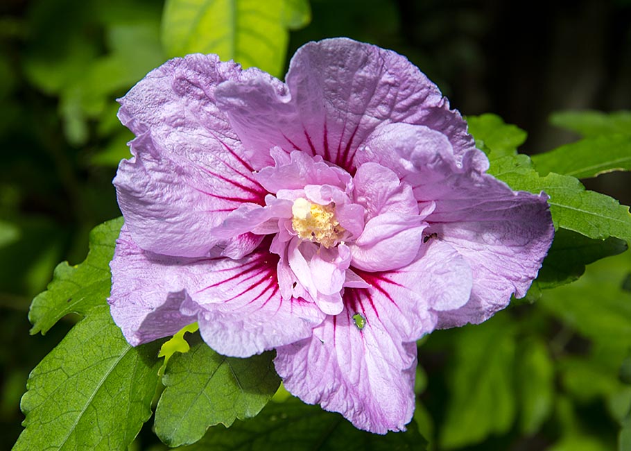Rose of Sharron