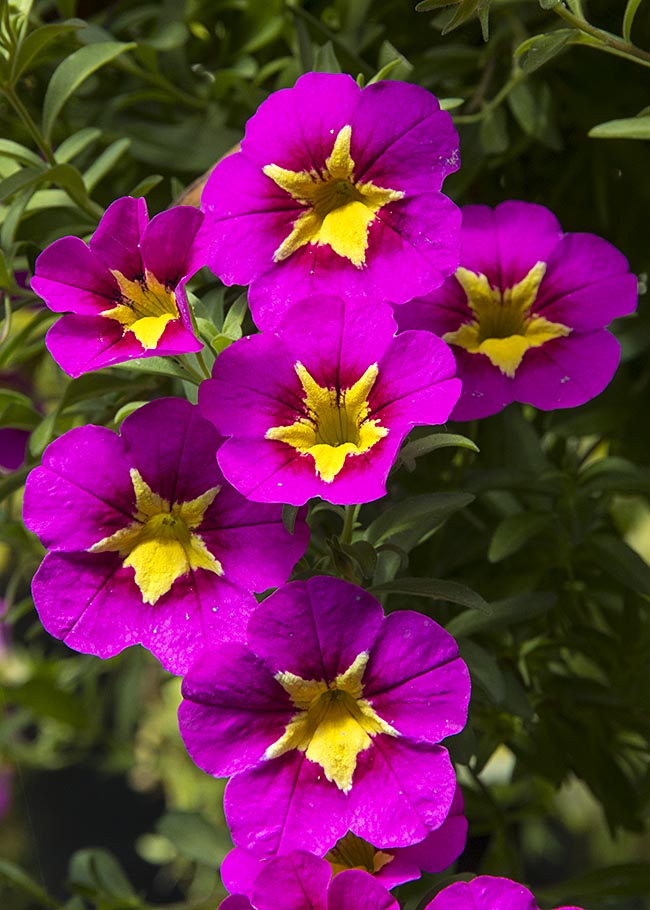 Still Blooming