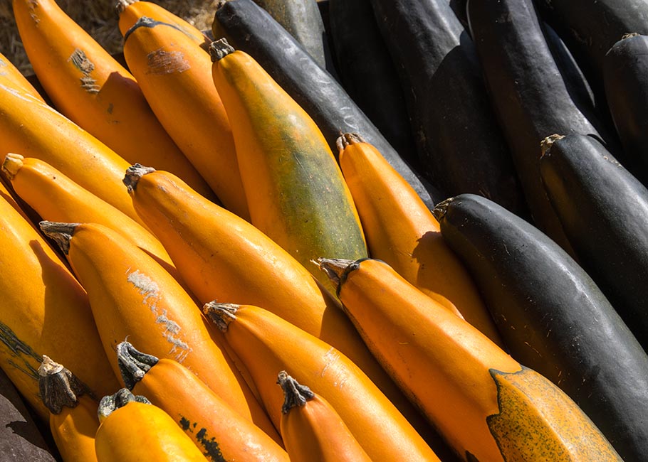Long Gourds