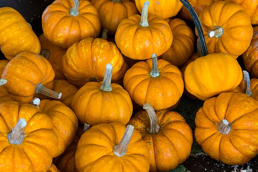 Mini Pumpkins