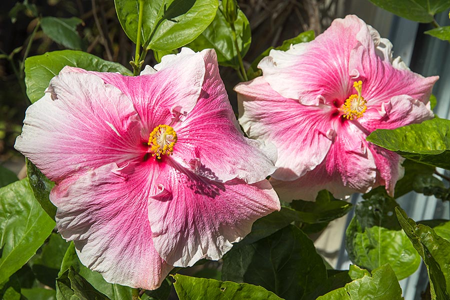 Twin Hibiscus Flowers