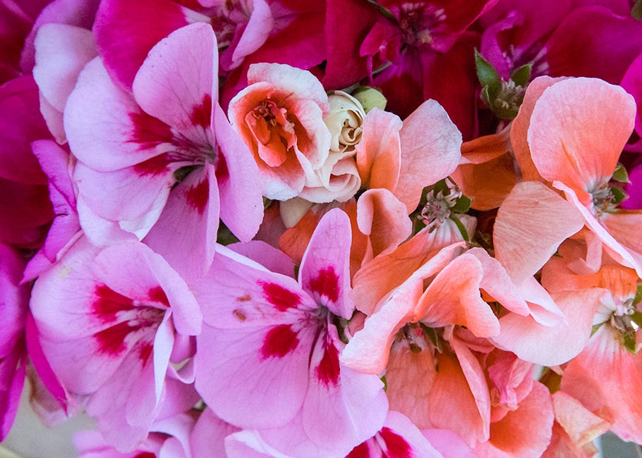 the Last Geranium Flowers