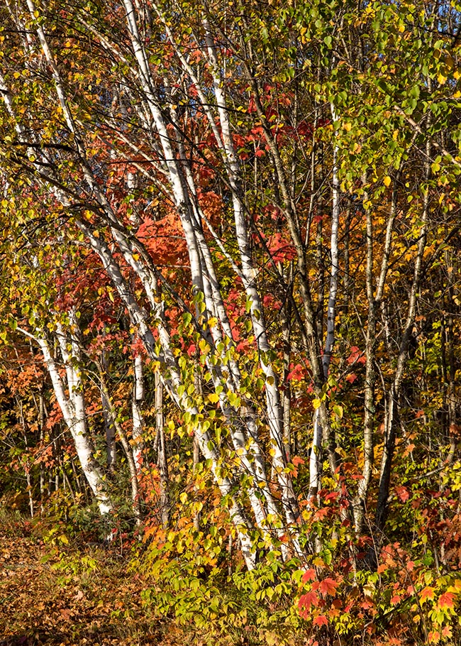 Autumn Leaves in the Morning Sun