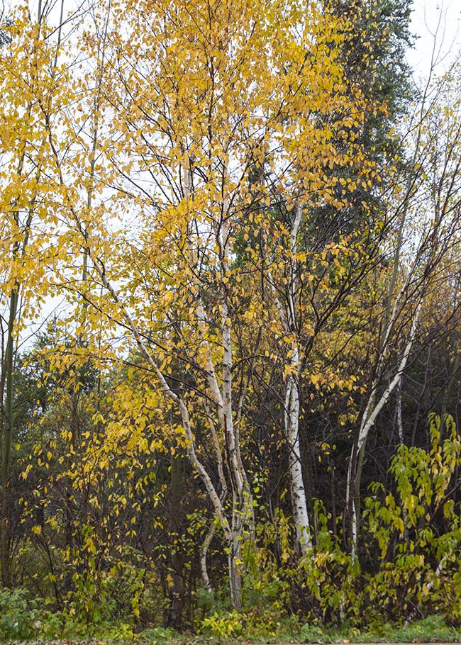 Edge of Visitor Center, Terrace Bay