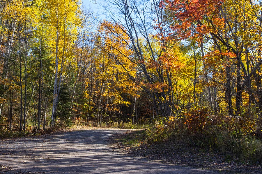 Road to Carlyle Lake