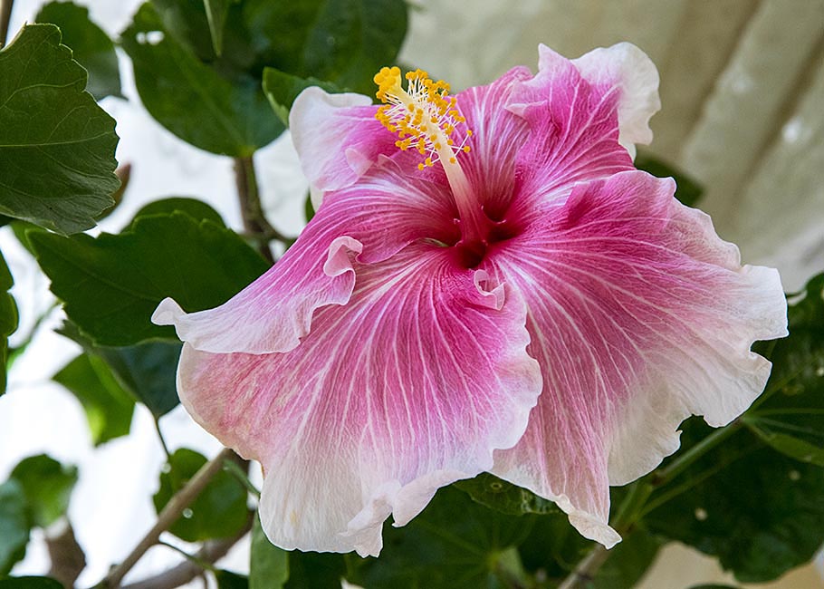 Buckeye Colours Hibiscus