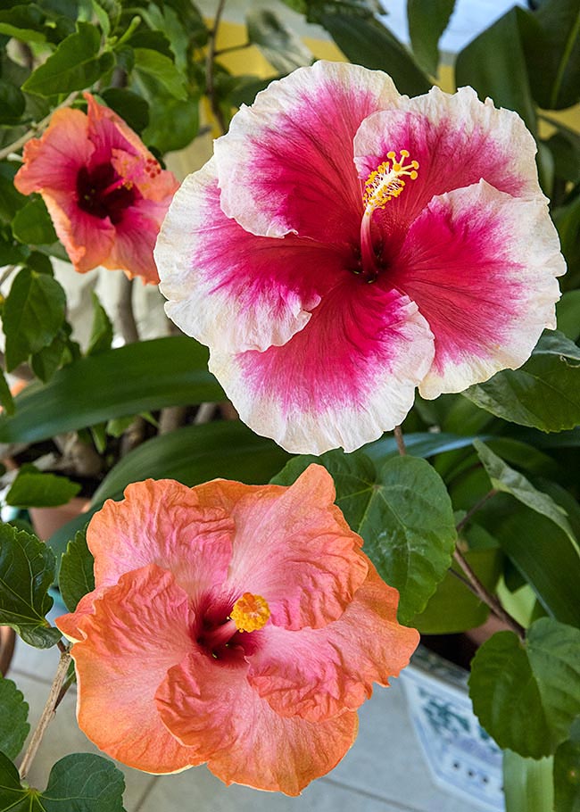 Three Hibiscus Flowers