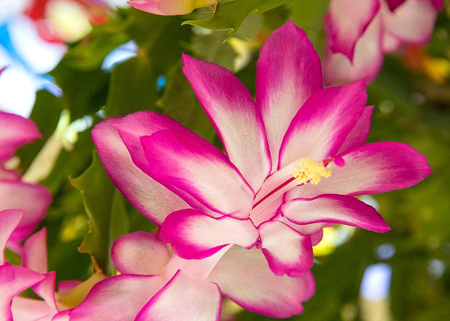 Christmas Cactus in Bloom