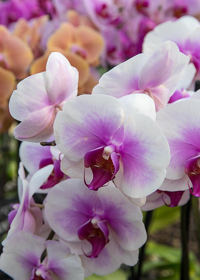 Orchids at Vandermeer