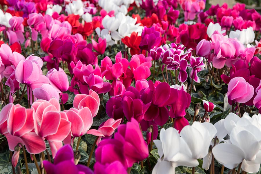 Cyclamen Season