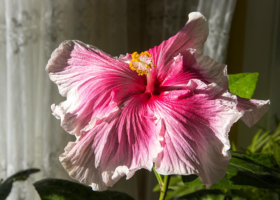 the Last Pink Hibiscus