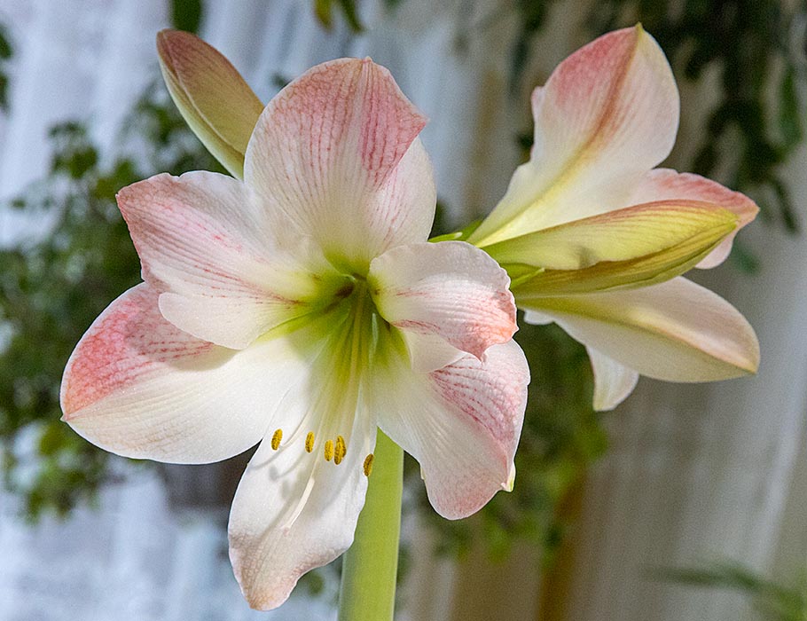 the First Amaryllis