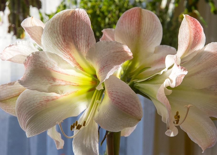 Amaryllis in the Sun