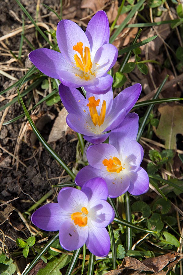 Crocuses at Mary's