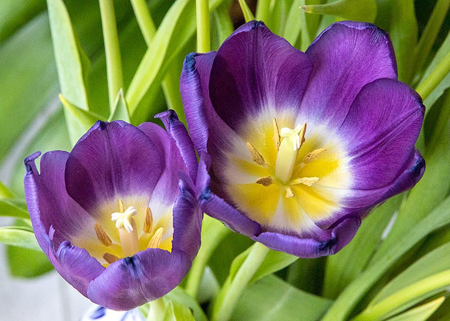 Aging Tulips