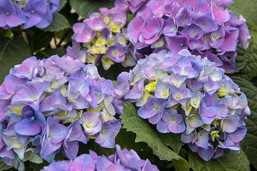 Beautiful Blue Hydrangeas