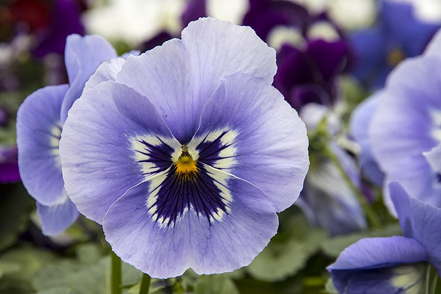 Pansies - the First Box Plants in Spring