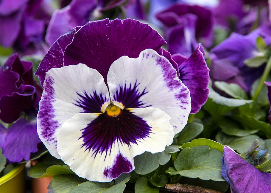 Another Pansy