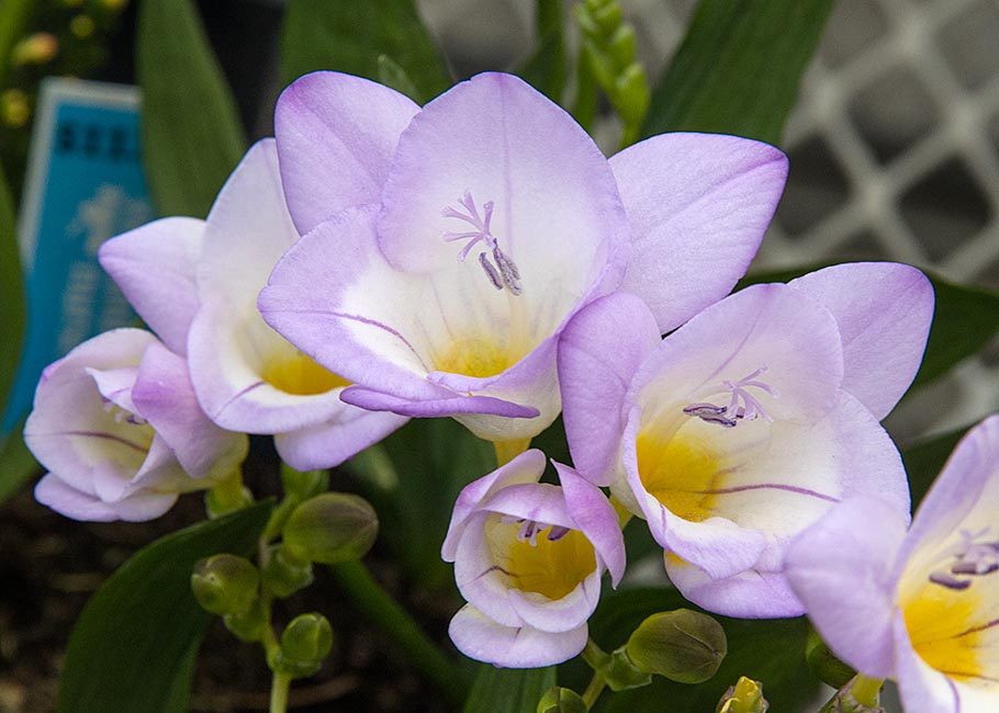 Freesias